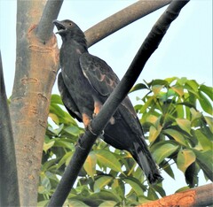 Pernis ptilorhynchus