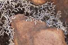 Selaginella dregei