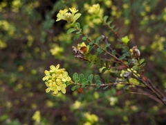 Pimelea flava flava