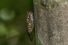 Megapomponia intermedia