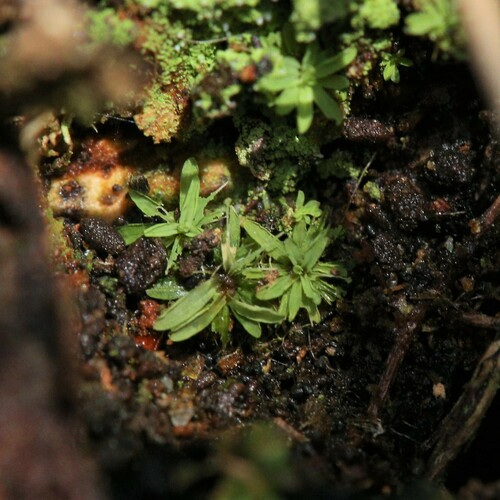 Image of Calymperastrum latifolium by (c) Hugo Innes, some rights reserved (CC BY)