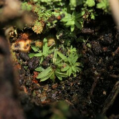 Calymperastrum latifolium