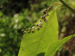 Deeringia polysperma