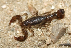 Superstitionia donensis