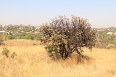 Protea caffra caffra