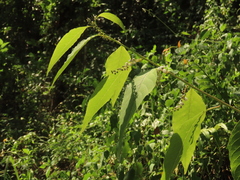 Deeringia polysperma