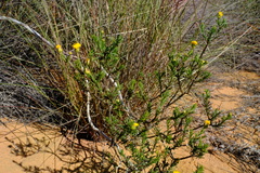 Chrysocoma longifolia
