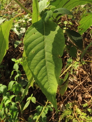 Deeringia polysperma