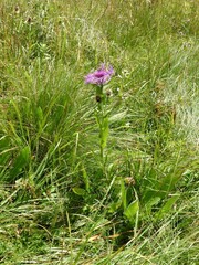 Centaurea nervosa