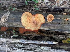 Gymnopilus luteus