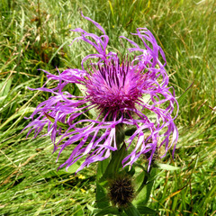 Centaurea nervosa