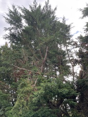 Cupressus × leylandii