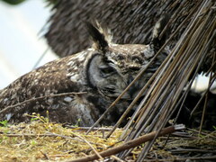 Bubo africanus africanus
