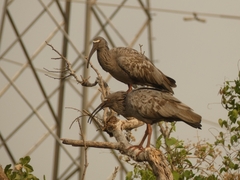 Theristicus caerulescens