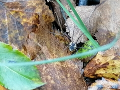 Mitopus