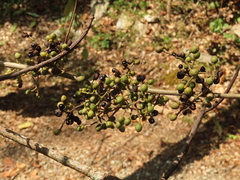Zanthoxylum scandens
