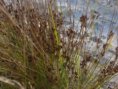 Juncus compressus