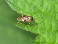 Orthops basalis
