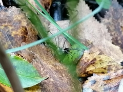 Mitopus