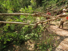 Zanthoxylum scandens