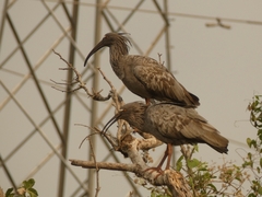 Theristicus caerulescens