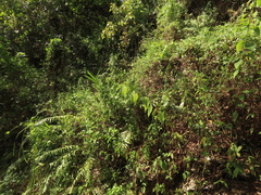 Deeringia polysperma