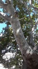 Platanus orientalis
