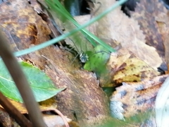 Mitopus