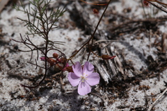 Drosera drummondii