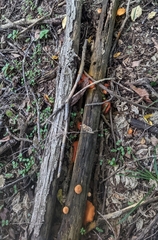 Gymnopilus luteus