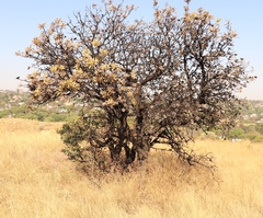 Protea caffra caffra