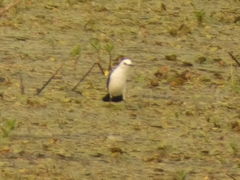 Fluvicola albiventer