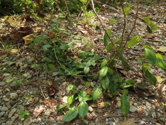 Zanthoxylum scandens