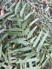Polyscias sambucifolia