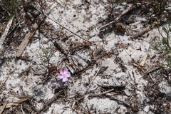 Drosera drummondii