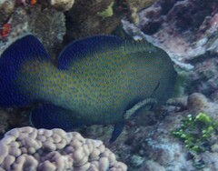 Cephalopholis argus