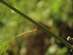 Deeringia polysperma
