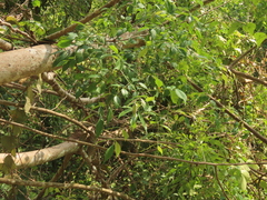 Zanthoxylum scandens