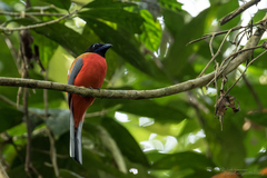 Harpactes duvaucelii