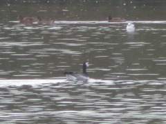 Branta leucopsis
