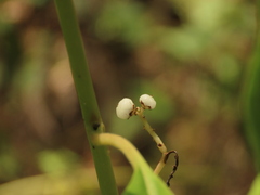 Deeringia polysperma