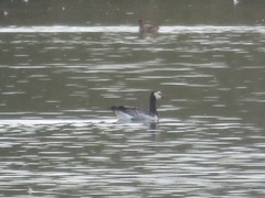 Branta leucopsis