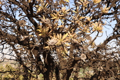 Protea caffra caffra