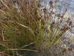 Juncus compressus
