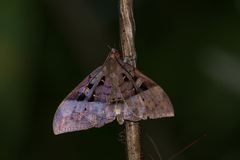 Ischyja marapok