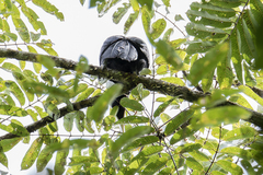 Anthracoceros malayanus