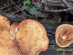 Gymnopilus luteus
