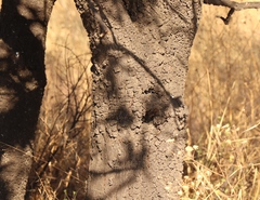 Protea caffra caffra