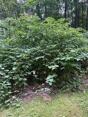 Reynoutria sachalinensis