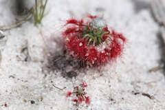 Drosera minutiflora